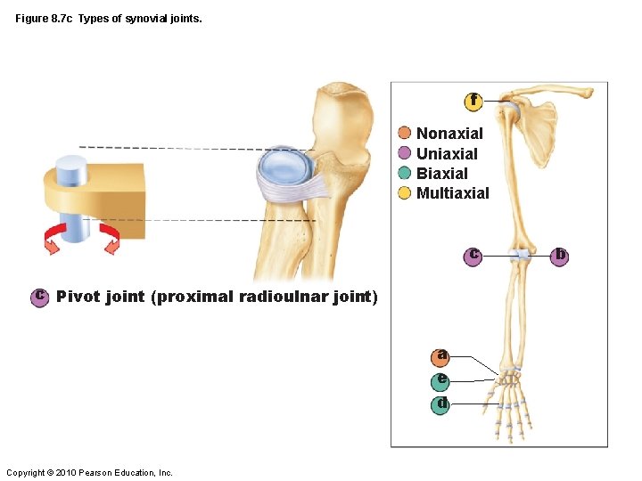 Figure 8. 7 c Types of synovial joints. f Nonaxial Uniaxial Biaxial Multiaxial c