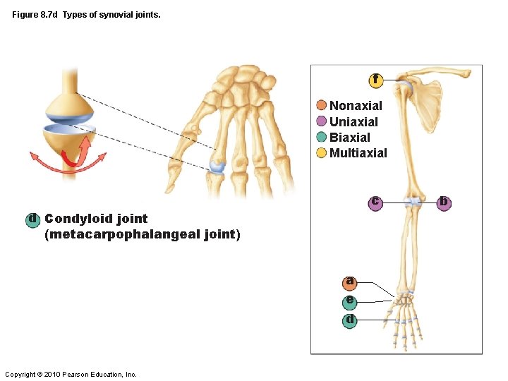 Figure 8. 7 d Types of synovial joints. f Nonaxial Uniaxial Biaxial Multiaxial c Figure 8. 7 d Types of synovial joints. f Nonaxial Uniaxial Biaxial Multiaxial c