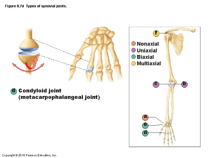 Figure 8. 7 d Types of synovial joints. f Nonaxial Uniaxial Biaxial Multiaxial c