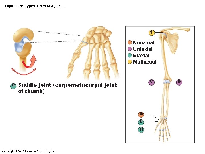 Figure 8. 7 e Types of synovial joints. f Nonaxial Uniaxial Biaxial Multiaxial c