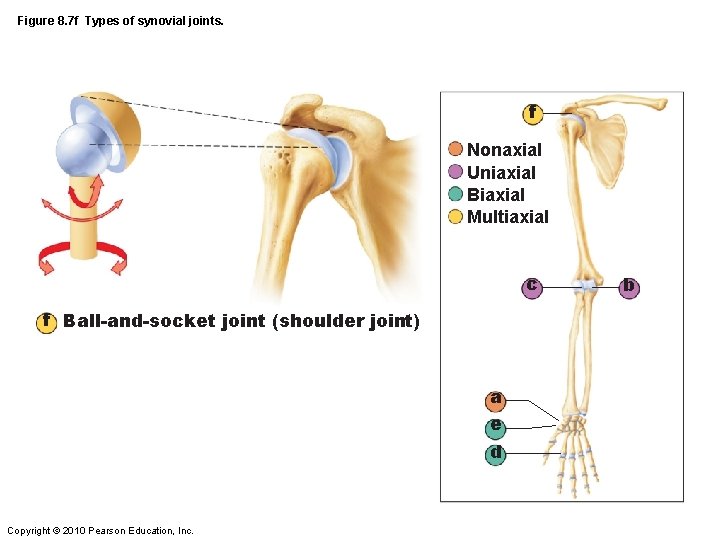 Figure 8. 7 f Types of synovial joints. f Nonaxial Uniaxial Biaxial Multiaxial c Figure 8. 7 f Types of synovial joints. f Nonaxial Uniaxial Biaxial Multiaxial c