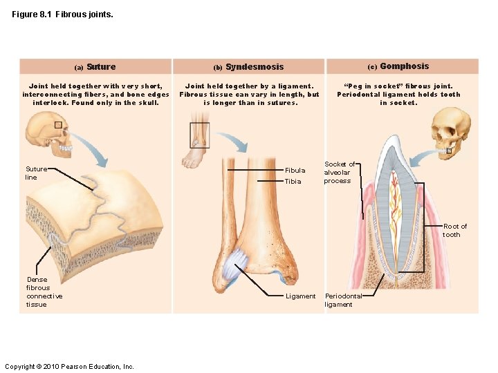 Figure 8. 1 Fibrous joints. (a) Suture Joint held together with very short, interconnecting Figure 8. 1 Fibrous joints. (a) Suture Joint held together with very short, interconnecting