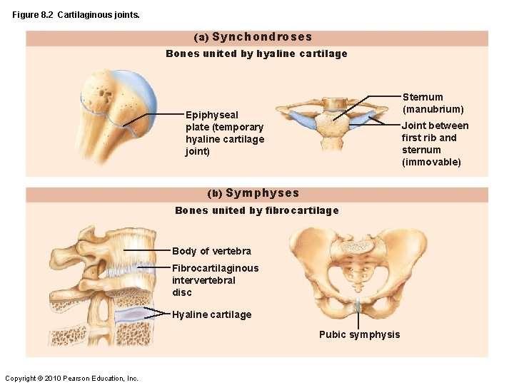 Figure 8. 2 Cartilaginous joints. (a) Synchondroses Bones united by hyaline cartilage Sternum (manubrium)
