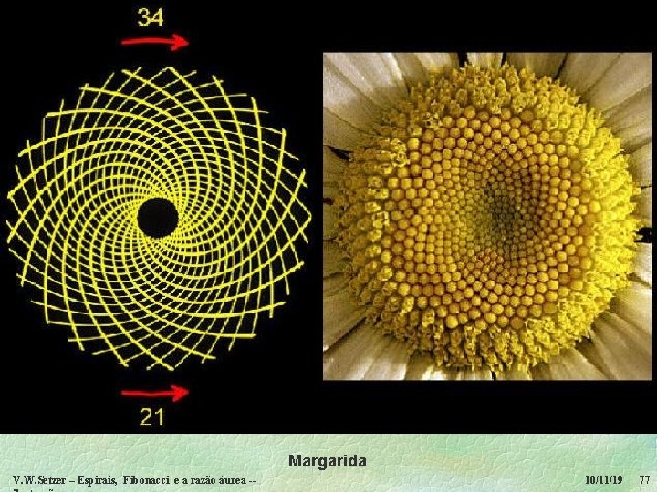 Margarida V. W. Setzer – Espirais, Fibonacci e a razão áurea -- 10/11/19 77