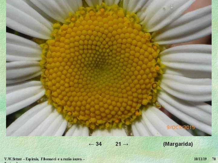 ← 34 V. W. Setzer – Espirais, Fibonacci e a razão áurea -- 21