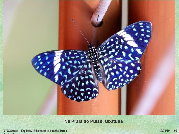 Na Praia do Pulso, Ubatuba V. W. Setzer – Espirais, Fibonacci e a razão