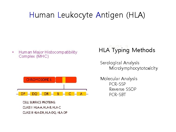 Human Leukocyte Antigen (HLA) • Human Major Histocompatibility Complex (MHC) HLA 6 p 21.