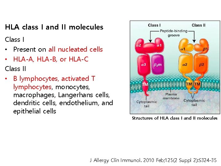 HLA class I and II molecules Class I • Present on all nucleated cells