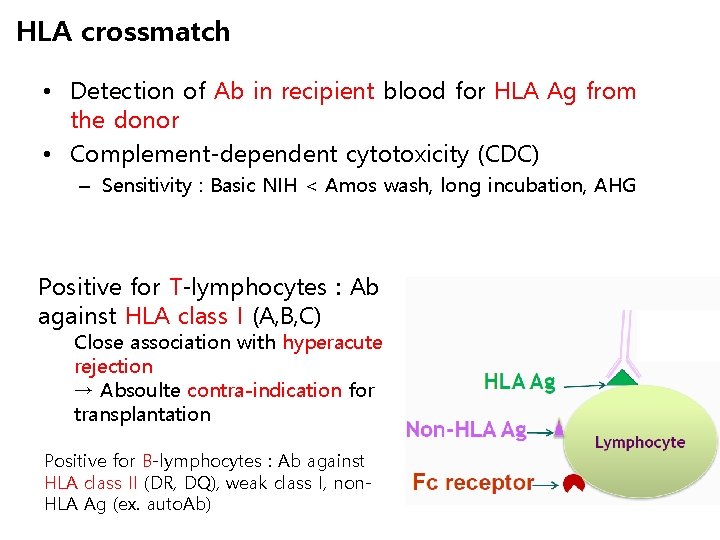 HLA crossmatch • Detection of Ab in recipient blood for HLA Ag from the