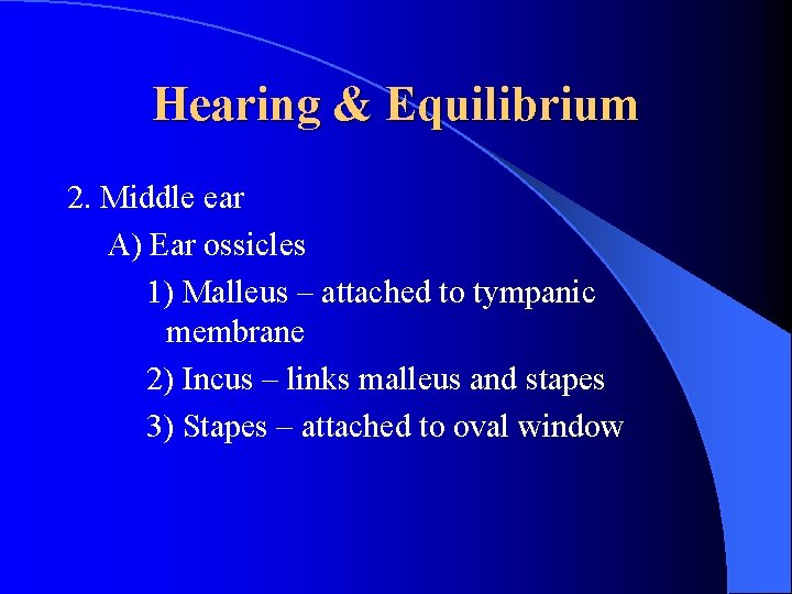 Hearing & Equilibrium 2. Middle ear A) Ear ossicles 1) Malleus – attached to