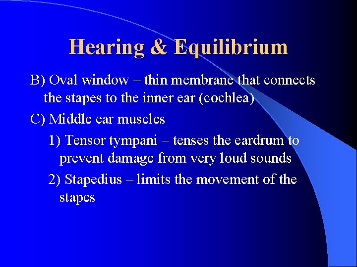 Hearing & Equilibrium B) Oval window – thin membrane that connects the stapes to