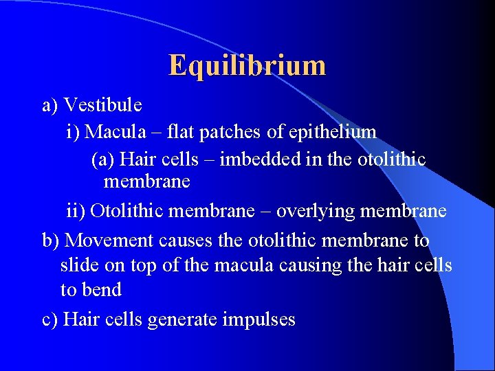 Equilibrium a) Vestibule i) Macula – flat patches of epithelium (a) Hair cells –