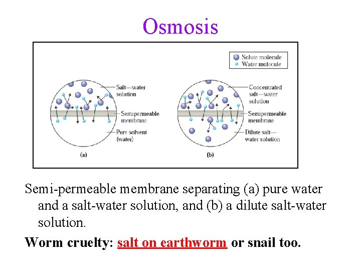 Osmosis Semi-permeable membrane separating (a) pure water and a salt-water solution, and (b) a