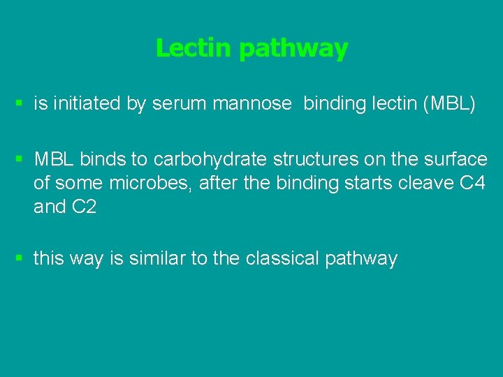 Lectin pathway § is initiated by serum mannose binding lectin (MBL) § MBL binds