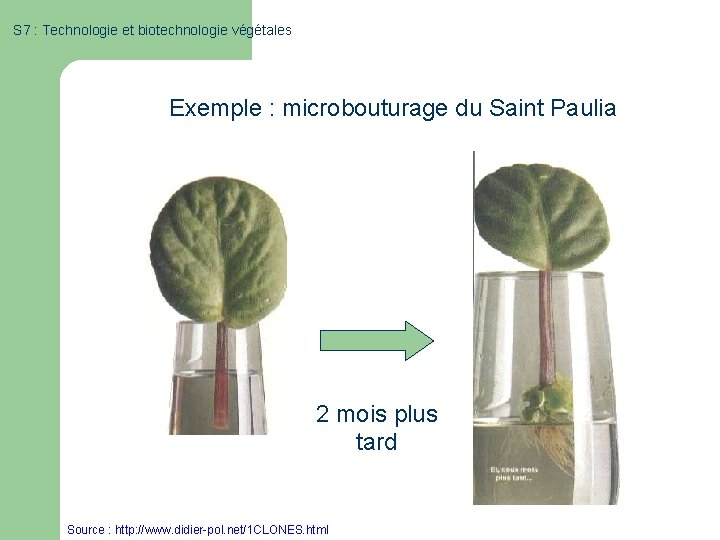 S 7 : Technologie et biotechnologie végétales Exemple : microbouturage du Saint Paulia 2