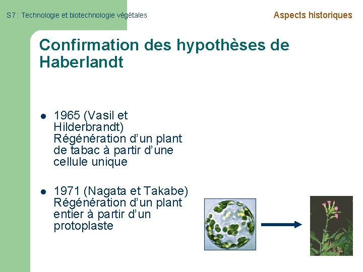 S 7 : Technologie et biotechnologie végétales Aspects historiques Confirmation des hypothèses de Haberlandt