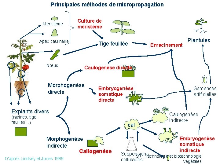 Principales méthodes de micropropagation Meristème Culture de méristème Apex caulinaire Nœud Tige feuillée Caulogenèse