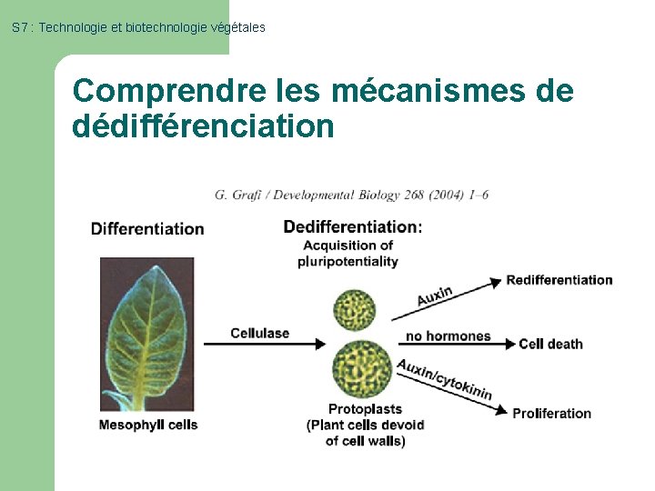 S 7 : Technologie et biotechnologie végétales Comprendre les mécanismes de dédifférenciation l Modulation