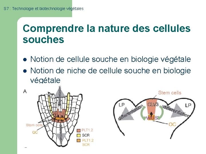S 7 : Technologie et biotechnologie végétales Comprendre la nature des cellules souches l