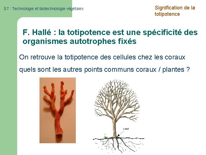 S 7 : Technologie et biotechnologie végétales Signification de la totipotence F. Hallé :