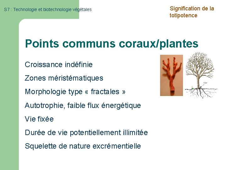 S 7 : Technologie et biotechnologie végétales Signification de la totipotence Points communs coraux/plantes