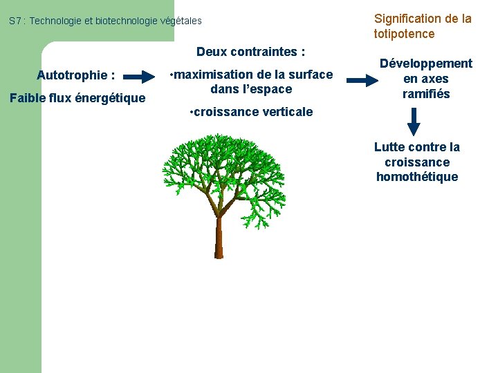 S 7 : Technologie et biotechnologie végétales Deux contraintes : Autotrophie : Faible flux