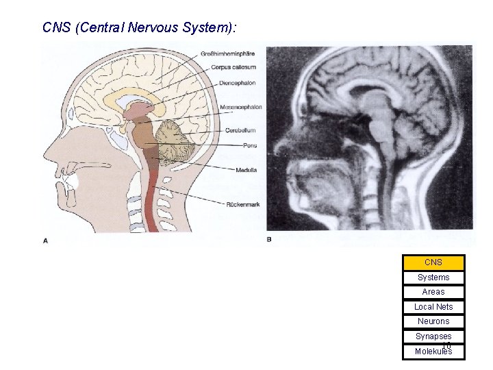CNS (Central Nervous System): CNS Systems Areas Local Nets Neurons Synapses 10 Molekules 