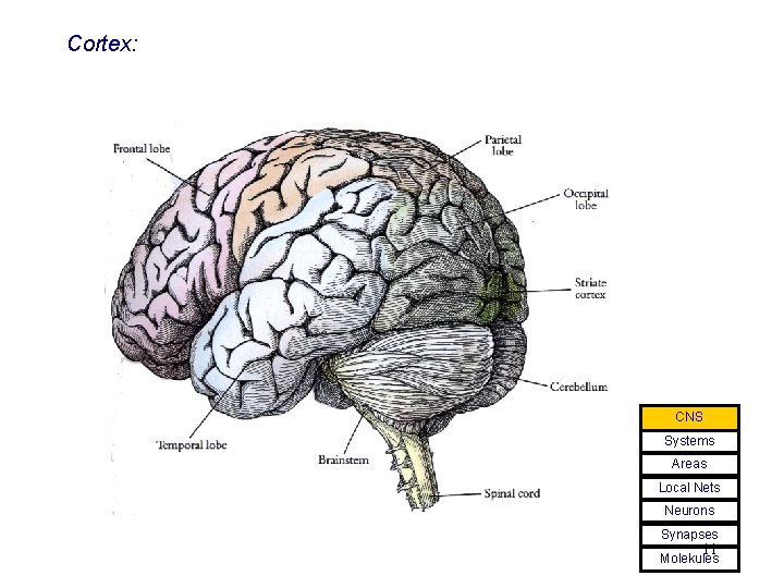 Cortex: CNS Systems Areas Local Nets Neurons Synapses 11 Molekules 