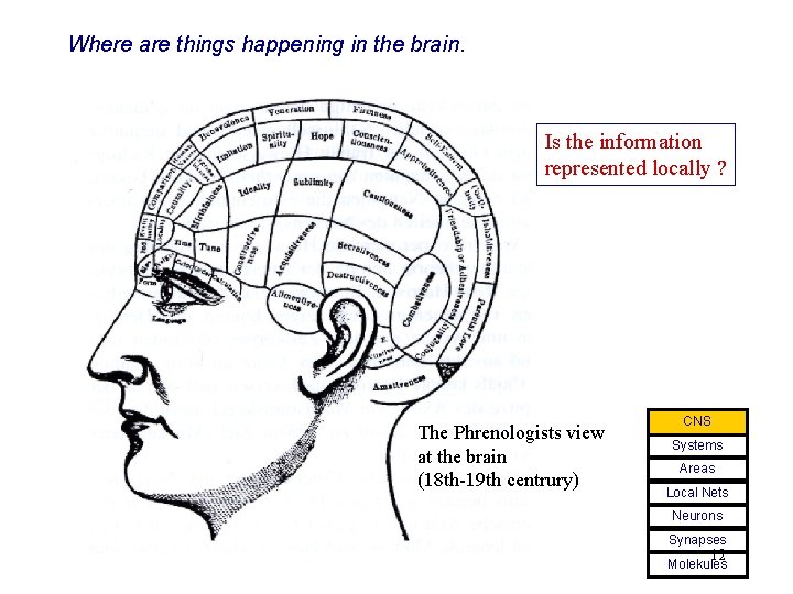 Where are things happening in the brain. Is the information represented locally ? The