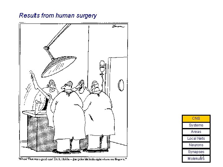 Results from human surgery CNS Systems Areas Local Nets Neurons Synapses 13 Molekules 