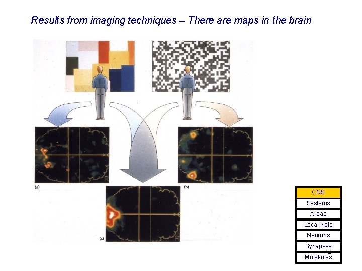 Results from imaging techniques – There are maps in the brain CNS Systems Areas