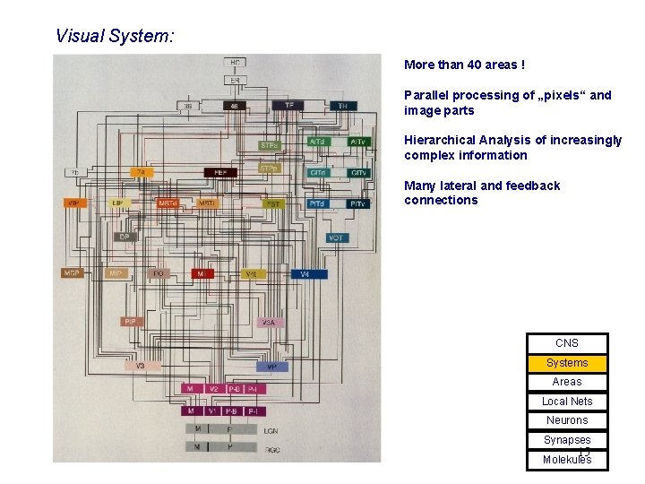 Visual System: More than 40 areas ! Parallel processing of „pixels“ and image parts