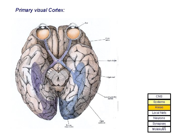 Primary visual Cortex: CNS Systems Areas Local Nets Neurons Synapses 16 Molekules 