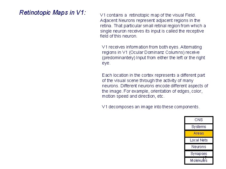 Retinotopic Maps in V 1: V 1 contains a retinotopic map of the visual