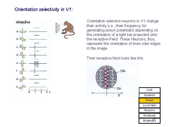Orientation selectivity in V 1: stimulus Orientation selective neurons in V 1 change their