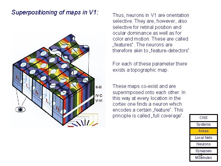 Superpositioning of maps in V 1: Thus, neurons in V 1 are orientation selective.