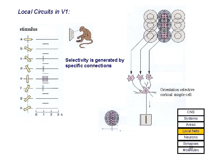 Local Circuits in V 1: stimulus Selectivity is generated by specific connections Orientation selective