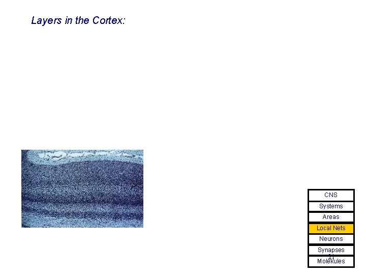 Layers in the Cortex: CNS Systems Areas Local Nets Neurons Synapses 21 Molekules 
