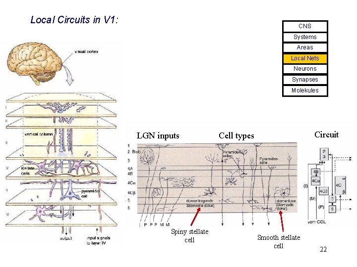 Local Circuits in V 1: CNS Systems Areas Local Nets Neurons Synapses Molekules LGN
