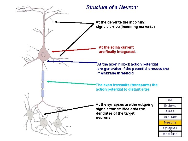 Structure of a Neuron: At the dendrite the incoming signals arrive (incoming currents) At