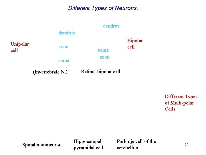 Different Types of Neurons: dendrite Unipolar cell axon soma (Invertebrate N. ) Bipolar cell