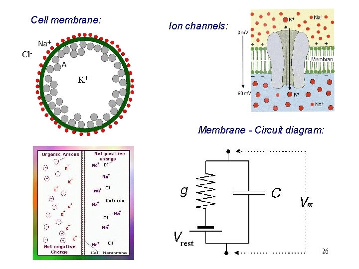 Cell membrane: Ion channels: Cl. K+ Membrane - Circuit diagram: rest 26 