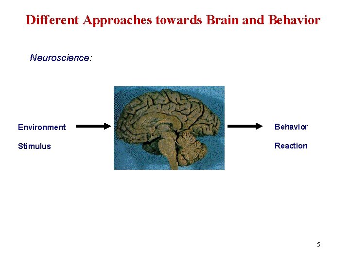 Different Approaches towards Brain and Behavior Neuroscience: Environment Behavior Stimulus Reaction 5 