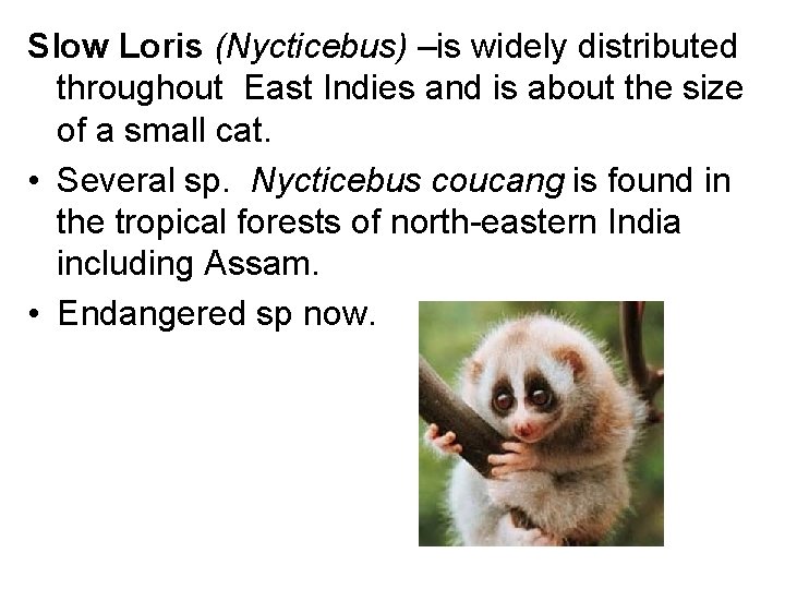 Slow Loris (Nycticebus) –is widely distributed throughout East Indies and is about the size