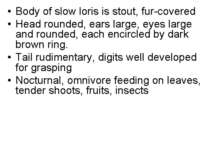  • Body of slow loris is stout, fur-covered • Head rounded, ears large,