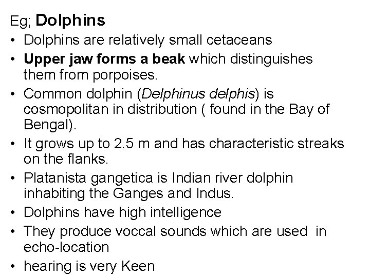 Eg; Dolphins • Dolphins are relatively small cetaceans • Upper jaw forms a beak