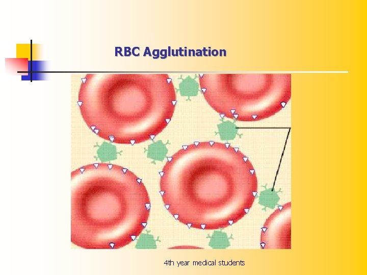 RBC Agglutination 4 th year medical students 