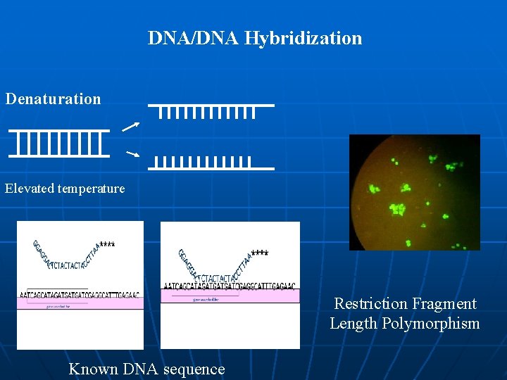 DNA/DNA Hybridization Denaturation Elevated temperature Restriction Fragment Length Polymorphism Known DNA sequence DNA/DNA Hybridization Denaturation Elevated temperature Restriction Fragment Length Polymorphism Known DNA sequence