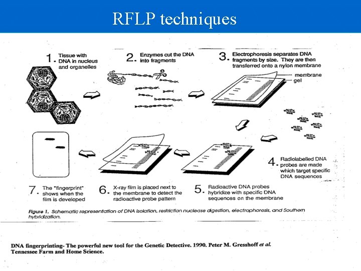 RFLP techniques RFLP techniques