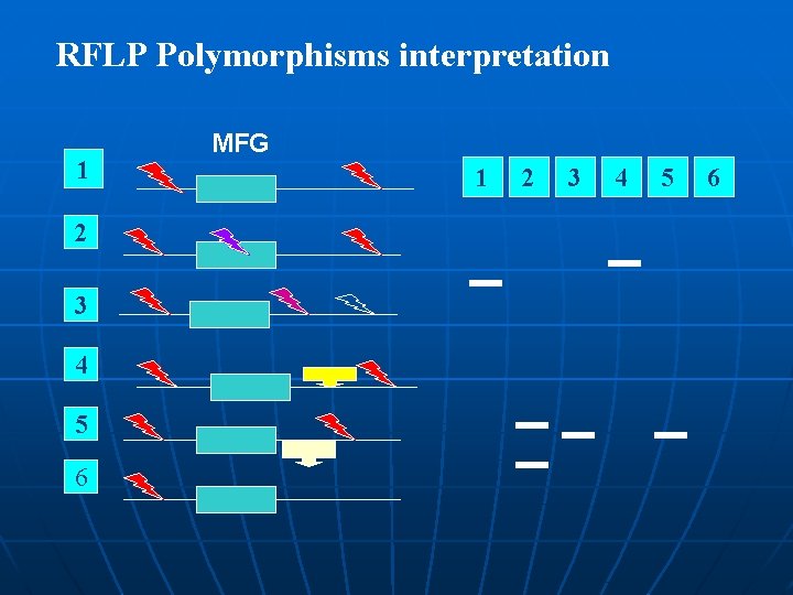 RFLP Polymorphisms interpretation 1 2 3 4 5 6 MFG 1 2 3 4 RFLP Polymorphisms interpretation 1 2 3 4 5 6 MFG 1 2 3 4